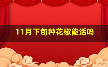 11月下旬种花椒能活吗