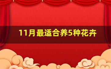 11月最适合养5种花卉