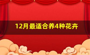 12月最适合养4种花卉