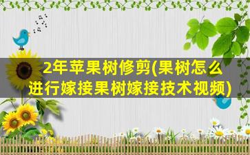 2年苹果树修剪(果树怎么进行嫁接果树嫁接技术视频)