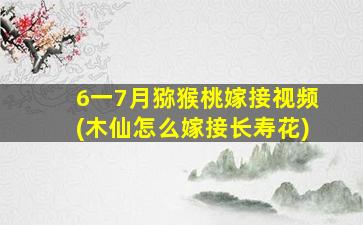 6一7月猕猴桃嫁接视频(木仙怎么嫁接长寿花)