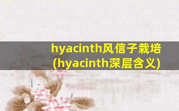 hyacinth风信子栽培(hyacinth深层含义)