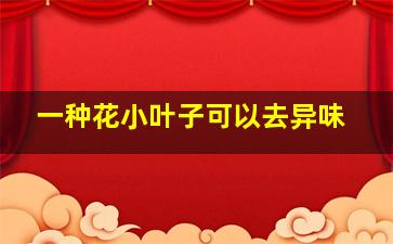 一种花小叶子可以去异味