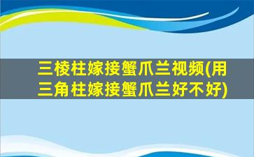 三棱柱嫁接蟹爪兰视频(用三角柱嫁接蟹爪兰好不好)