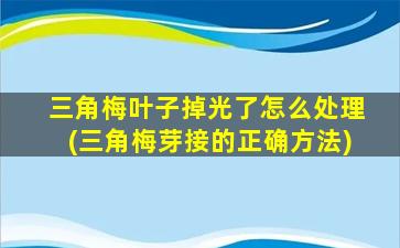 三角梅叶子掉光了怎么处理(三角梅芽接的正确方法)