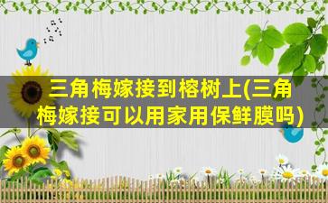 三角梅嫁接到榕树上(三角梅嫁接可以用家用保鲜膜吗)