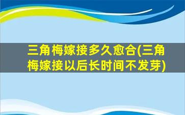 三角梅嫁接多久愈合(三角梅嫁接以后长时间不发芽)