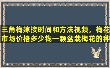 三角梅嫁接时间和方法视频，梅花市场价格多少钱一颗盆栽梅花的种植方法