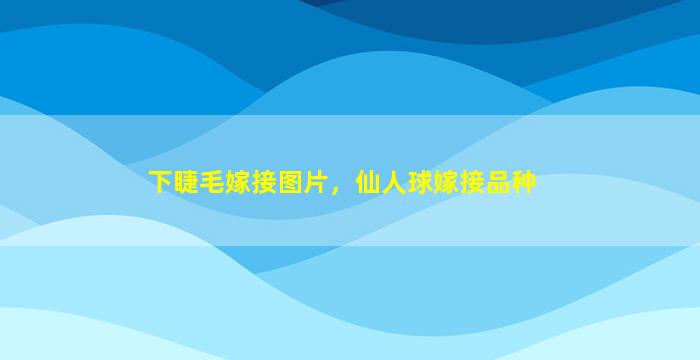 下睫毛嫁接图片，仙人球嫁接品种