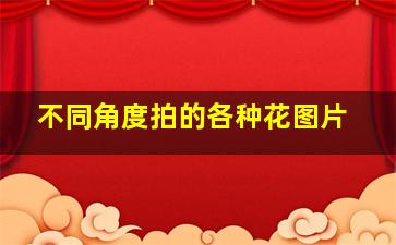 不同角度拍的各种花图片