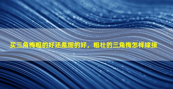 买三角梅粗的好还是细的好，粗壮的三角梅怎样嫁接