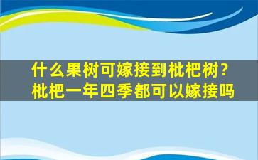 什么果树可嫁接到枇杷树？枇杷一年四季都可以嫁接吗