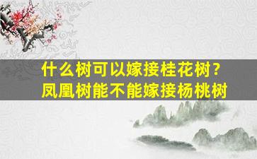 什么树可以嫁接桂花树？凤凰树能不能嫁接杨桃树