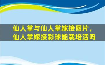 仙人掌与仙人掌嫁接图片，仙人掌嫁接彩球能栽培活吗