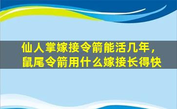 仙人掌嫁接令箭能活几年，鼠尾令箭用什么嫁接长得快