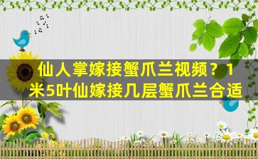 仙人掌嫁接蟹爪兰视频？1米5叶仙嫁接几层蟹爪兰合适