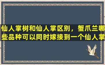 仙人掌树和仙人掌区别，蟹爪兰哪些品种可以同时嫁接到一个仙人掌上