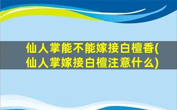 仙人掌能不能嫁接白檀香(仙人掌嫁接白檀注意什么)