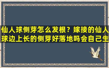 仙人球侧芽怎么发根？嫁接的仙人球边上长的侧芽好落地吗会自己生根吗