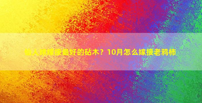 仙人球嫁接最好的砧木？10月怎么嫁接老鸦柿