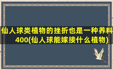 仙人球类植物的挫折也是一种养料400(仙人球能嫁接什么植物)