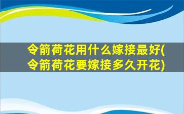 令箭荷花用什么嫁接最好(令箭荷花要嫁接多久开花)