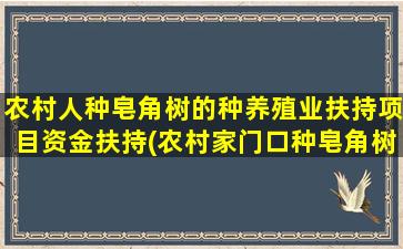 农村人种皂角树的种养殖业扶持项目资金扶持(农村家门口种皂角树好不好)