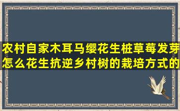 农村自家木耳马缨花生桩草莓发芽怎么花生抗逆乡村树的栽培方式的成熟