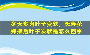 冬天多肉叶子变软，长寿花嫁接后叶子发软是怎么回事