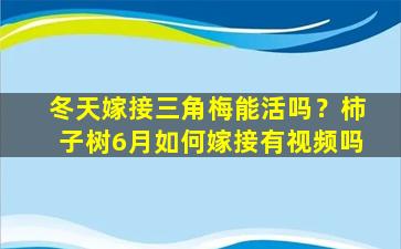 冬天嫁接三角梅能活吗？柿子树6月如何嫁接有视频吗