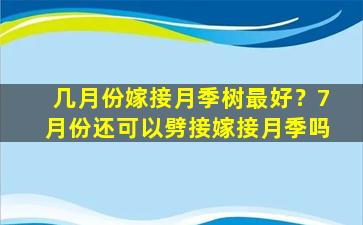 几月份嫁接月季树最好？7月份还可以劈接嫁接月季吗