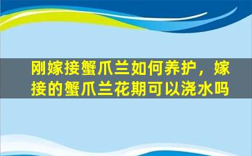 刚嫁接蟹爪兰如何养护，嫁接的蟹爪兰花期可以浇水吗