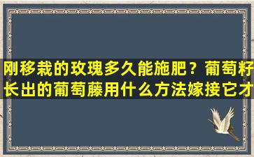 刚移栽的玫瑰多久能施肥？葡萄籽长出的葡萄藤用什么方法嫁接它才接正常果实玫瑰可以嫁接到月季上吗