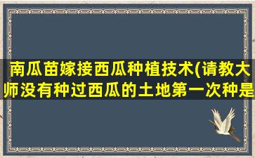 南瓜苗嫁接西瓜种植技术(请教大师没有种过西瓜的土地第一次种是否要嫁接)