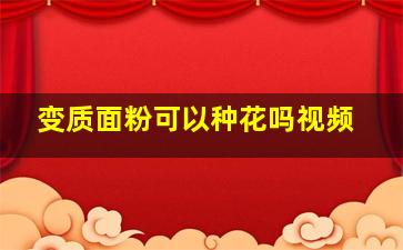 变质面粉可以种花吗视频