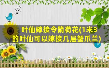 叶仙嫁接令箭荷花(1米3的叶仙可以嫁接几层蟹爪兰)