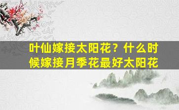 叶仙嫁接太阳花？什么时候嫁接月季花最好太阳花