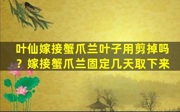 叶仙嫁接蟹爪兰叶子用剪掉吗？嫁接蟹爪兰固定几天取下来