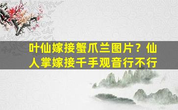 叶仙嫁接蟹爪兰图片？仙人掌嫁接千手观音行不行