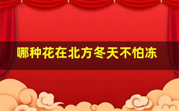 哪种花在北方冬天不怕冻