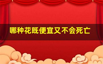 哪种花既便宜又不会死亡