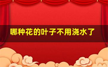 哪种花的叶子不用浇水了