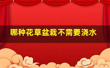 哪种花草盆栽不需要浇水