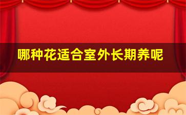 哪种花适合室外长期养呢