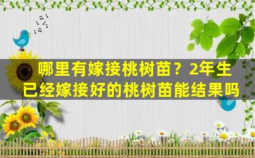 哪里有嫁接桃树苗？2年生已经嫁接好的桃树苗能结果吗