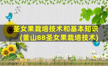 圣女果栽培技术和基本知识(釜山88圣女果栽培技术)