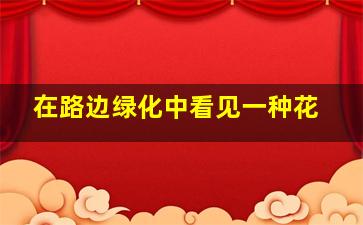 在路边绿化中看见一种花