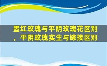 墨红玫瑰与平阴玫瑰花区别，平阴玫瑰实生与嫁接区别