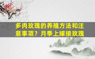 多肉玫瑰的养殖方法和注意事项？月季上嫁接玫瑰