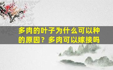 多肉的叶子为什么可以种的原因？多肉可以嫁接吗